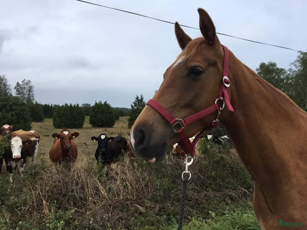 Sällskap hästar till salu: Snällaste skogsmullen alt sällskap - Annons 2