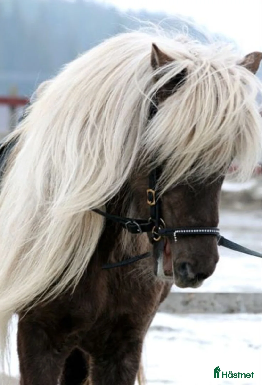Island hästar sökes: Foderhäst sökes - Annons 1