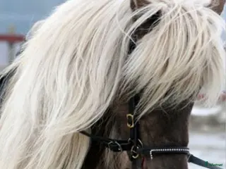 hästar Foderhäst sökes - Annons 1