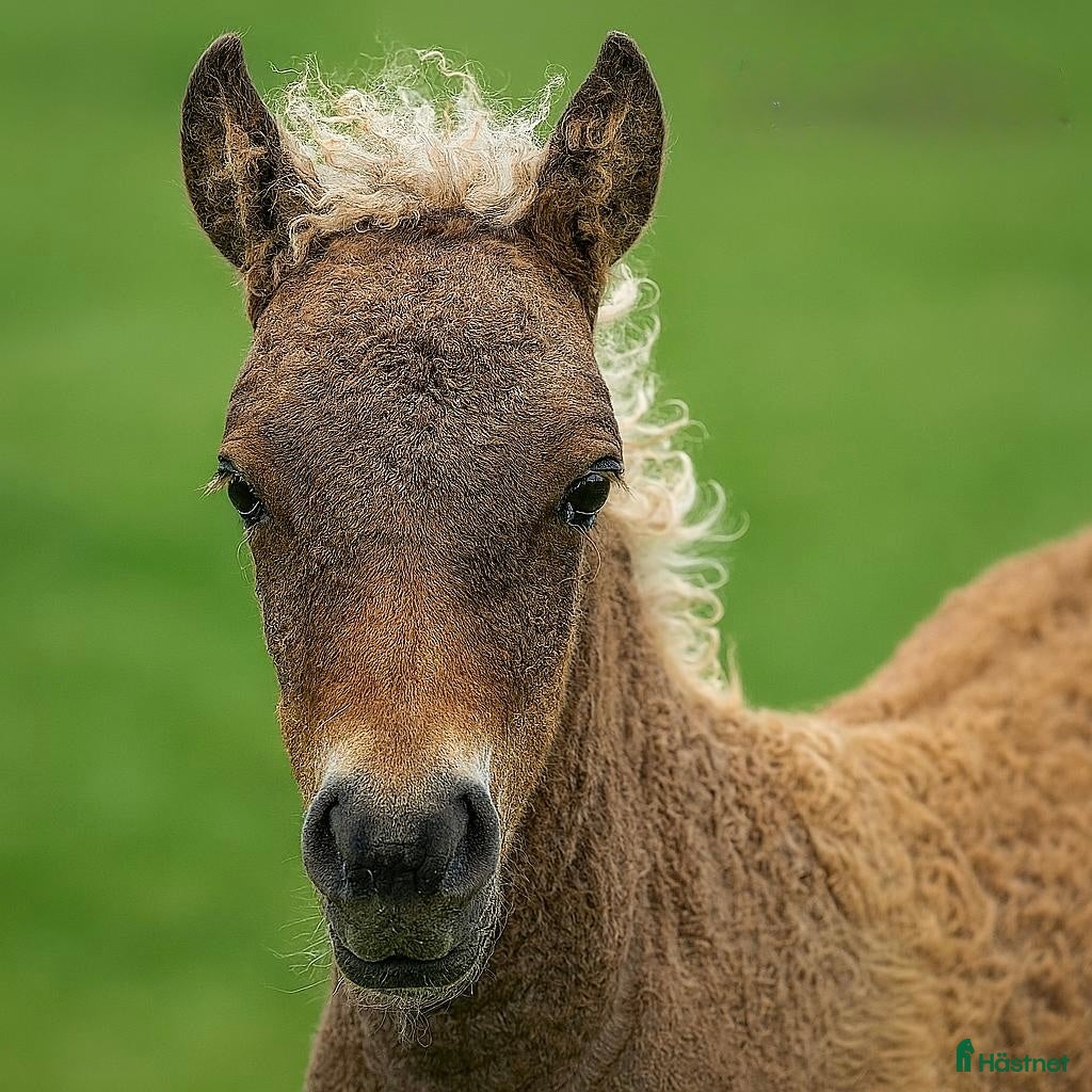  hästar Beautiful mini curly filly  i Ekshärad - Annons 1