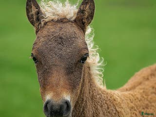 hästar Beautiful mini curly filly i Ekshärad - Annons 3