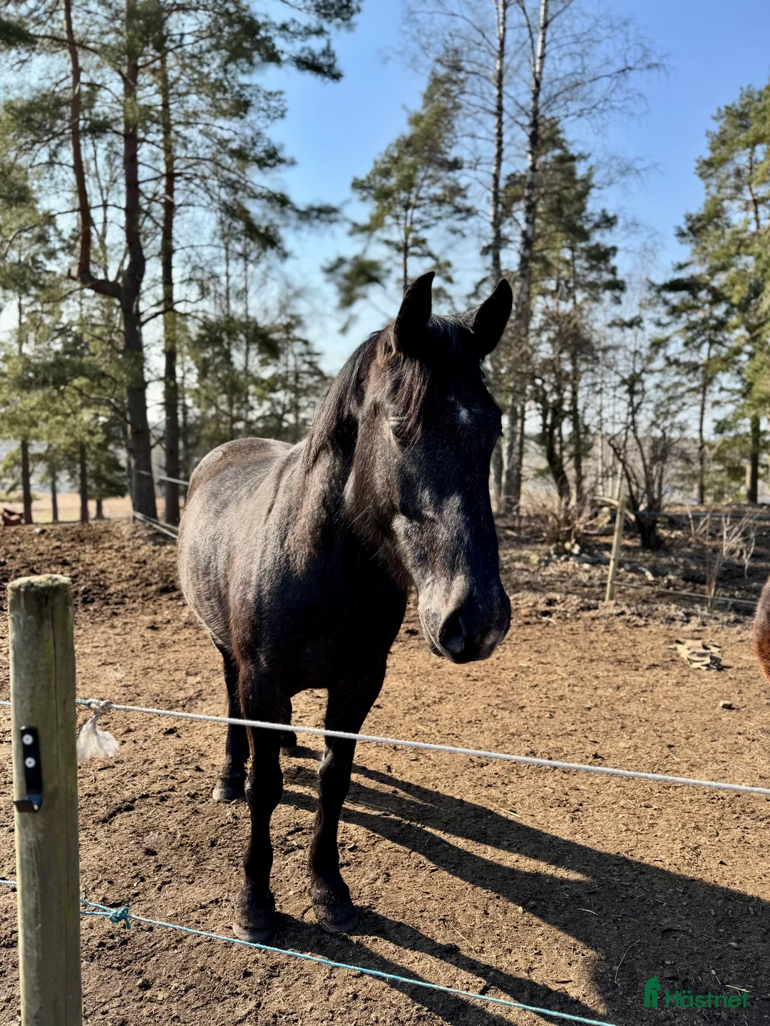 Hoppning hästar till salu: Sto för de största  i Åtvidaberg - Annons 5