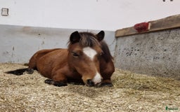 Island hästar till salu: Hästen man aldrig har tråkigt med i Istorp - Annons 1