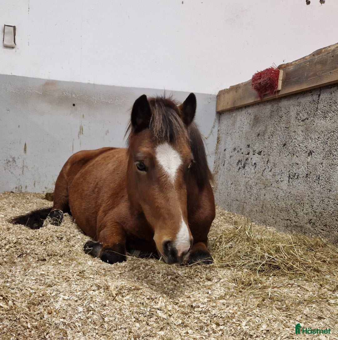 Island hästar till salu: Hästen man aldrig har tråkigt med i Istorp - Annons 1