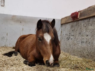 hästar Hästen man aldrig har tråkigt med i Istorp - Annons 16