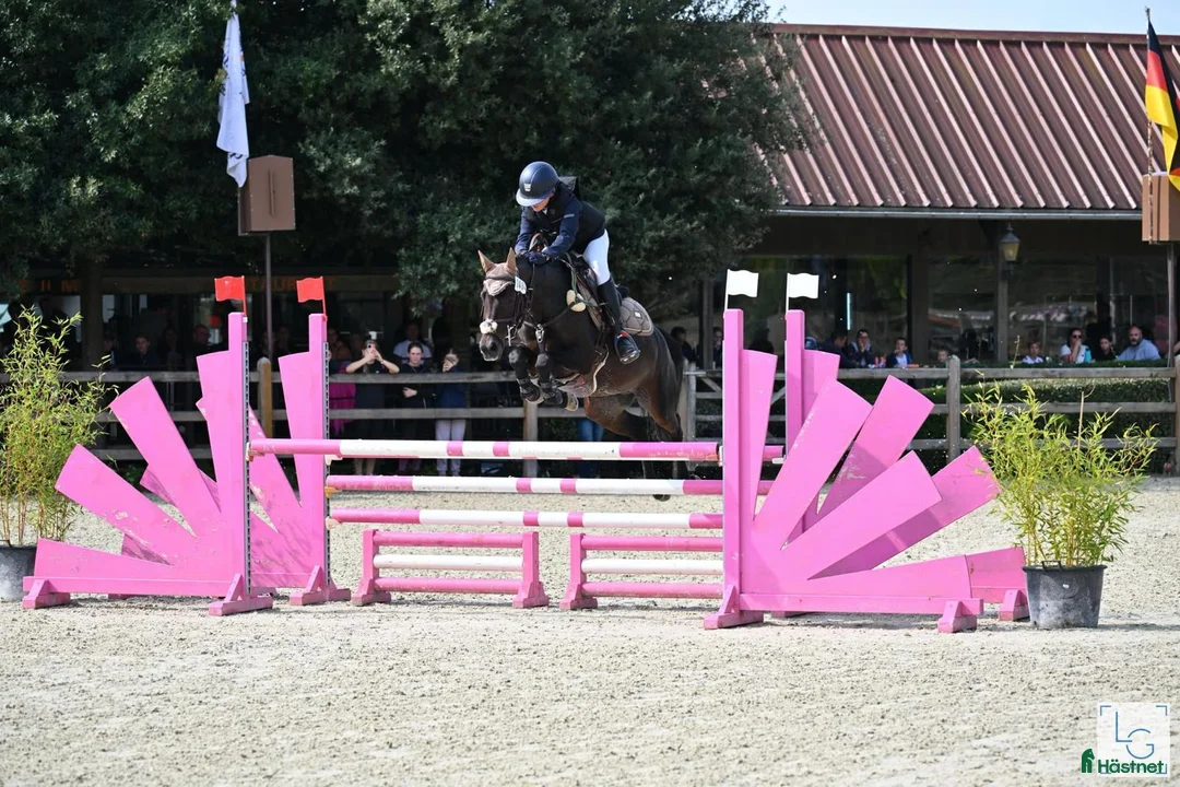 Övrigt hästar till salu: 138 Grand Prix C pony in France - Annons 6