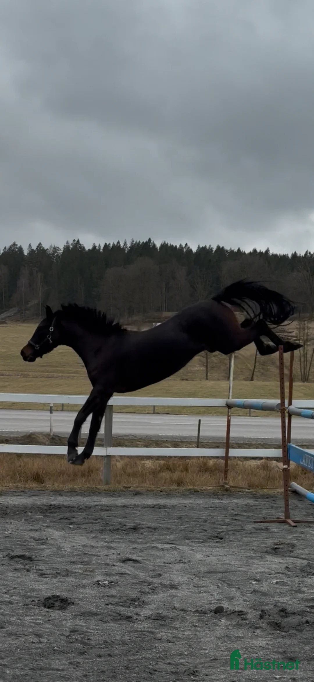 Hoppning hästar till salu: Framtidsämne! - Annons 2