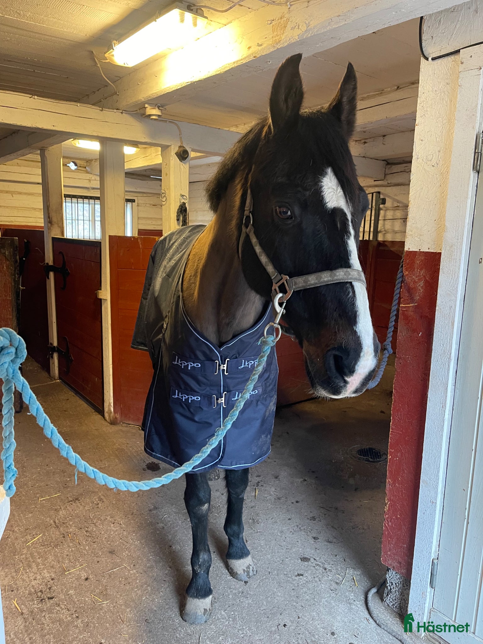  hästar Sällskapshäst/avelssto - Annons 4