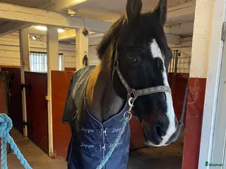 hästar Sällskapshäst/avelssto - Annons 4