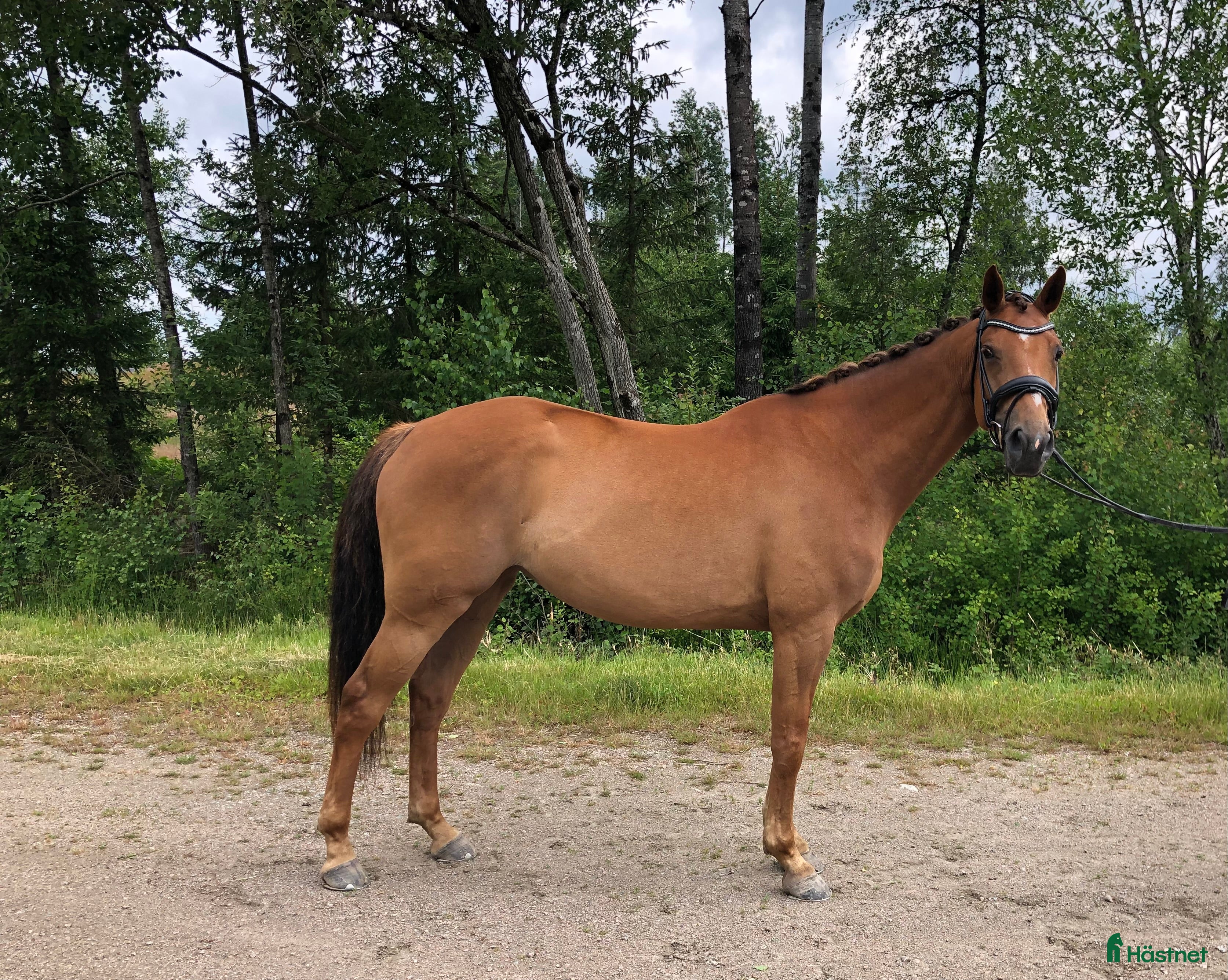  hästar Lyxig hobbyhäst i Skepplanda - Annons 17