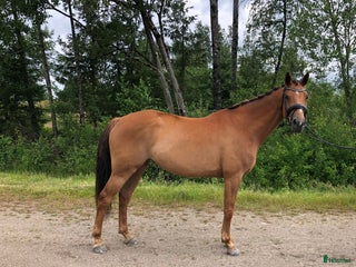 hästar Lyxig hobbyhäst i Skepplanda - Annons 9