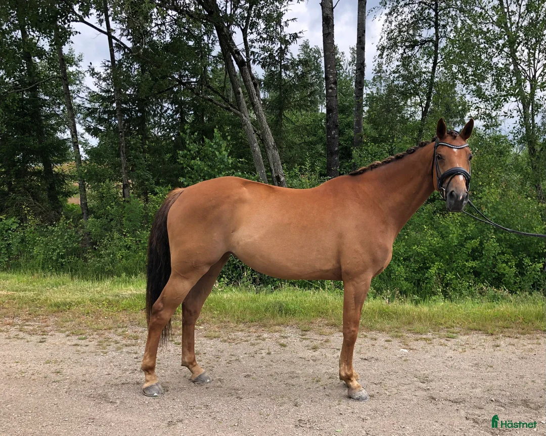 Allround hästar till salu: Lyxig hobbyhäst i Skepplanda - Annons 1