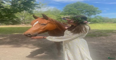  hästar Super fin maxad c-ponny!  i Kungsbacka - Annons 3