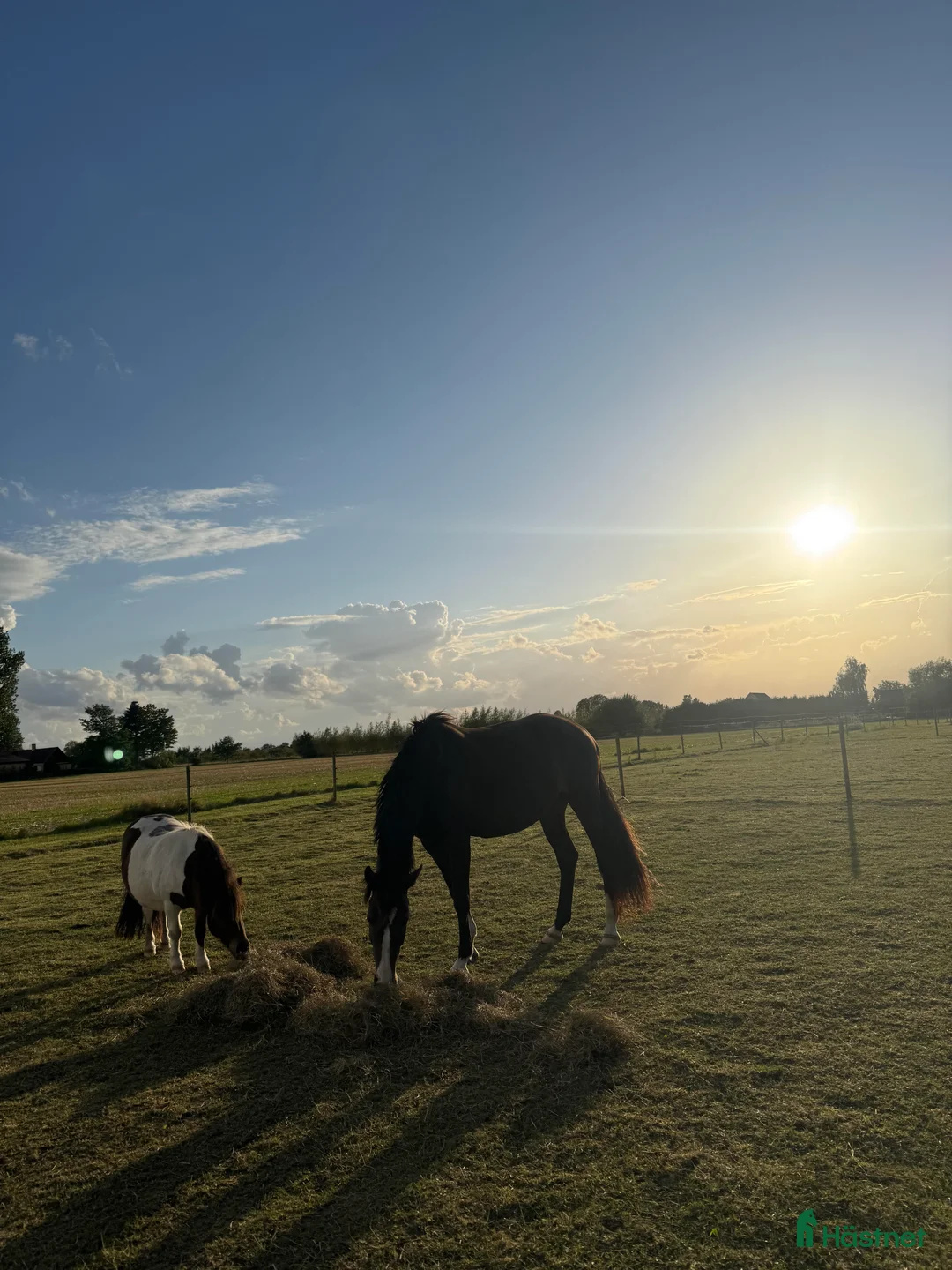 Allround hästar sökes: Barnponny/ läromästare sökes i Staffanstorp - Annons 3