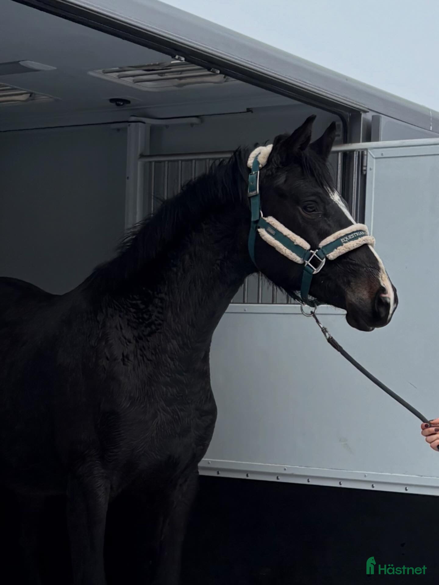  hästar Lovande cool 2-åring - Annons 16