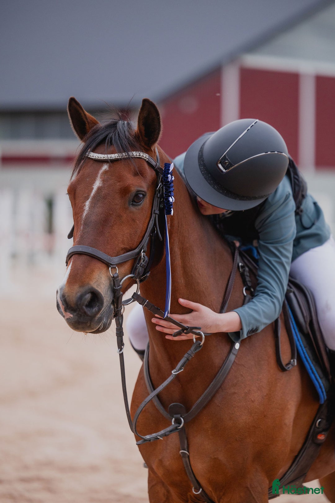 Hoppning hästar till salu: Maxad C-ponny född 2013 för de högsta klasserna. i Stora Höga - Annons 2