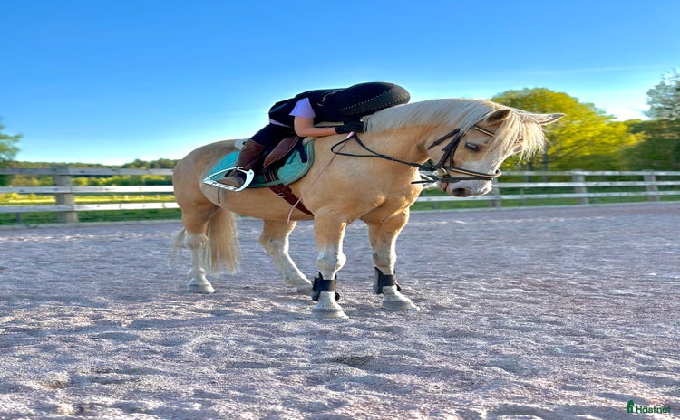 hästar i Kristianstad - Annons 13