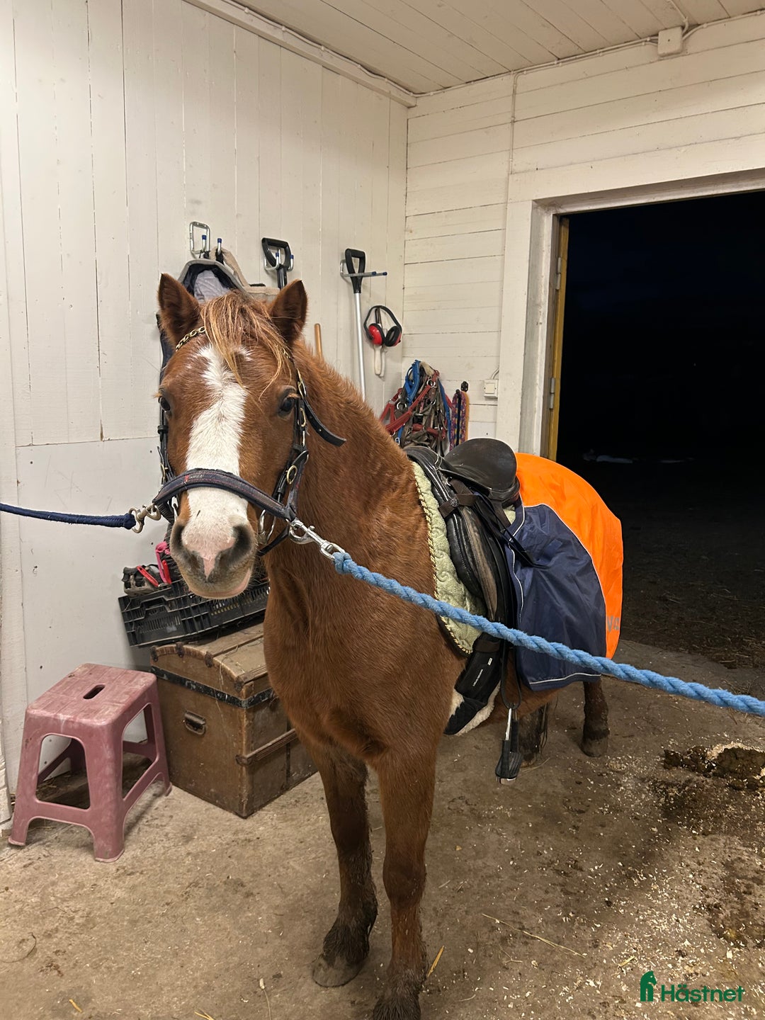 Allround hästar till salu: 4-årigt supersocialt Welsh Mountainsto! i Heby - Annons 1