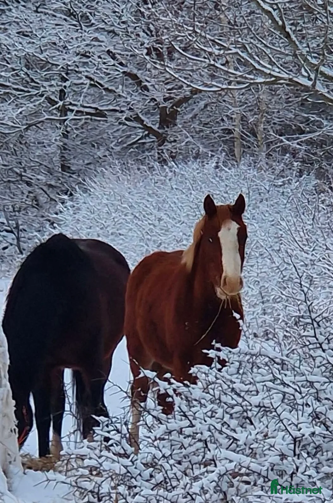Allround hästar till salu: Trevlig Welsh Partbred säljes. - Annons 6