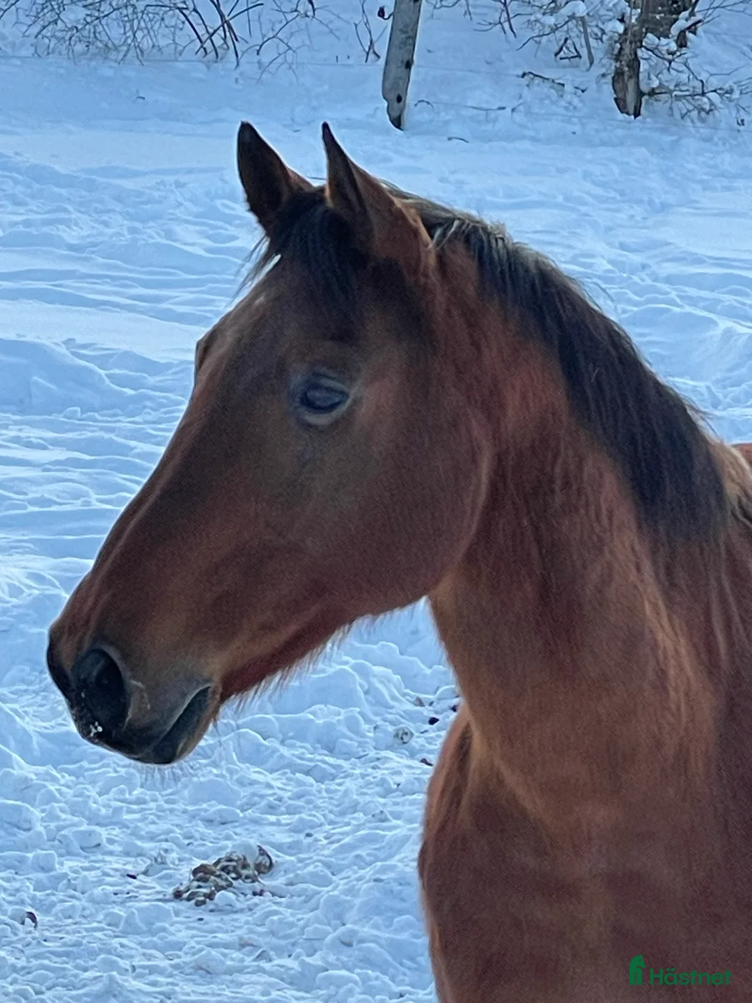 Allround hästar till salu: GOSIGASTE KILLEN i Gnesta - Annons 1