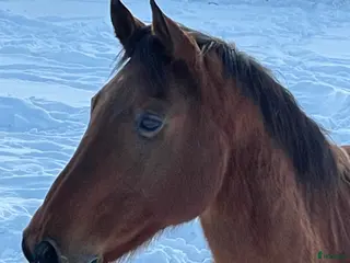 hästar GOSIGASTE KILLEN i Gnesta - Annons 5