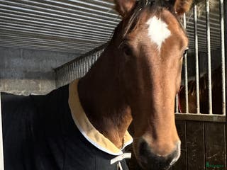 Hoppning hästar till salu: 4 årig val Montevideo -Cardento - Annons 1