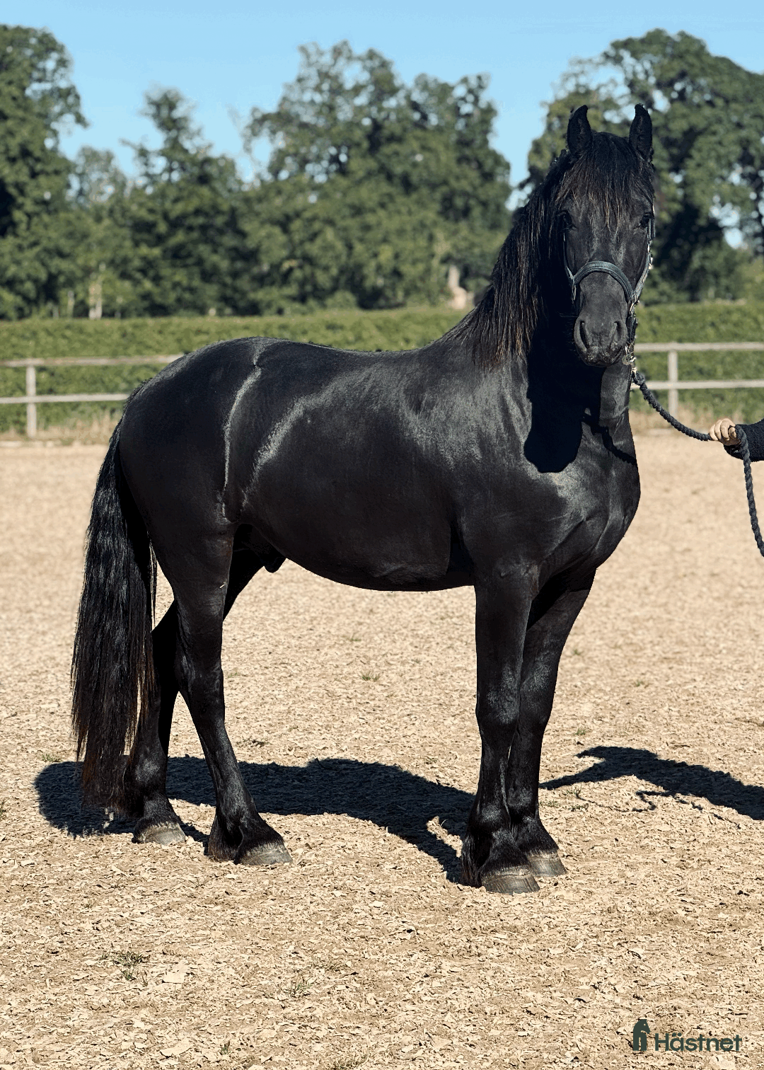 Dressyr hästar till salu: Frieserprins söker sin perfect match i Jonstorp - Annons 2