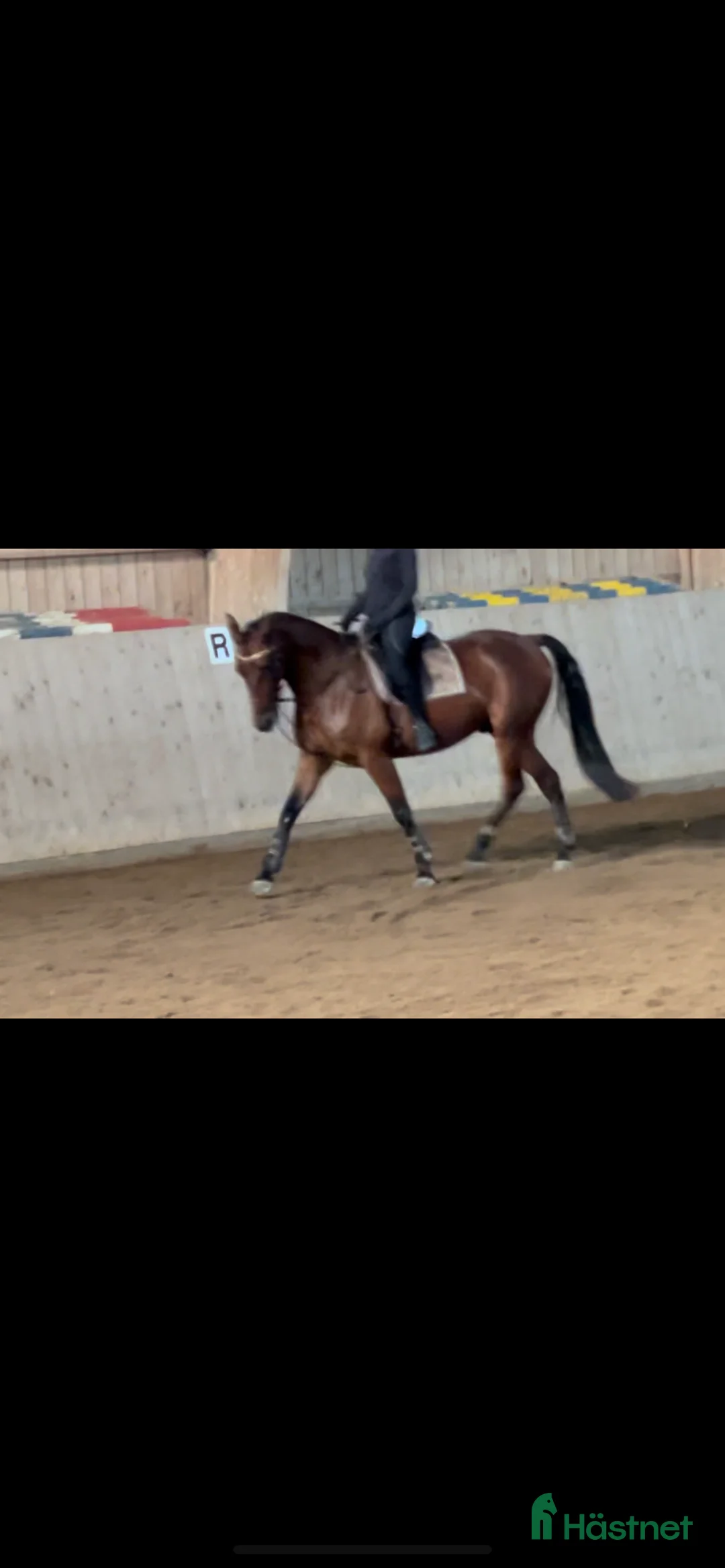 Allround hästar till salu: En go häst att göra lite av varje med i Vallentuna - Annons 4