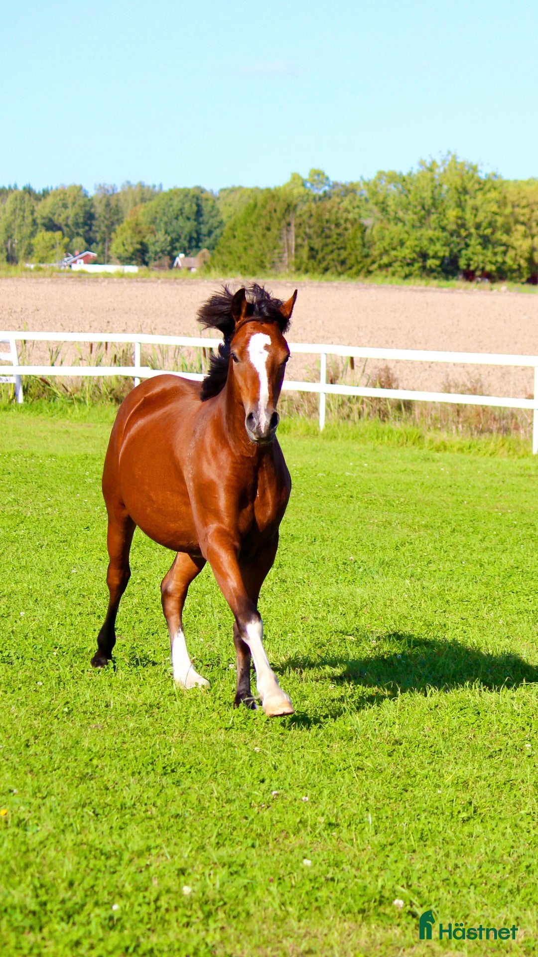 Allround hästar till salu: ✨Guldbelönad Welsh i storlek för både barn & vuxna i Vingåker - Annons 5