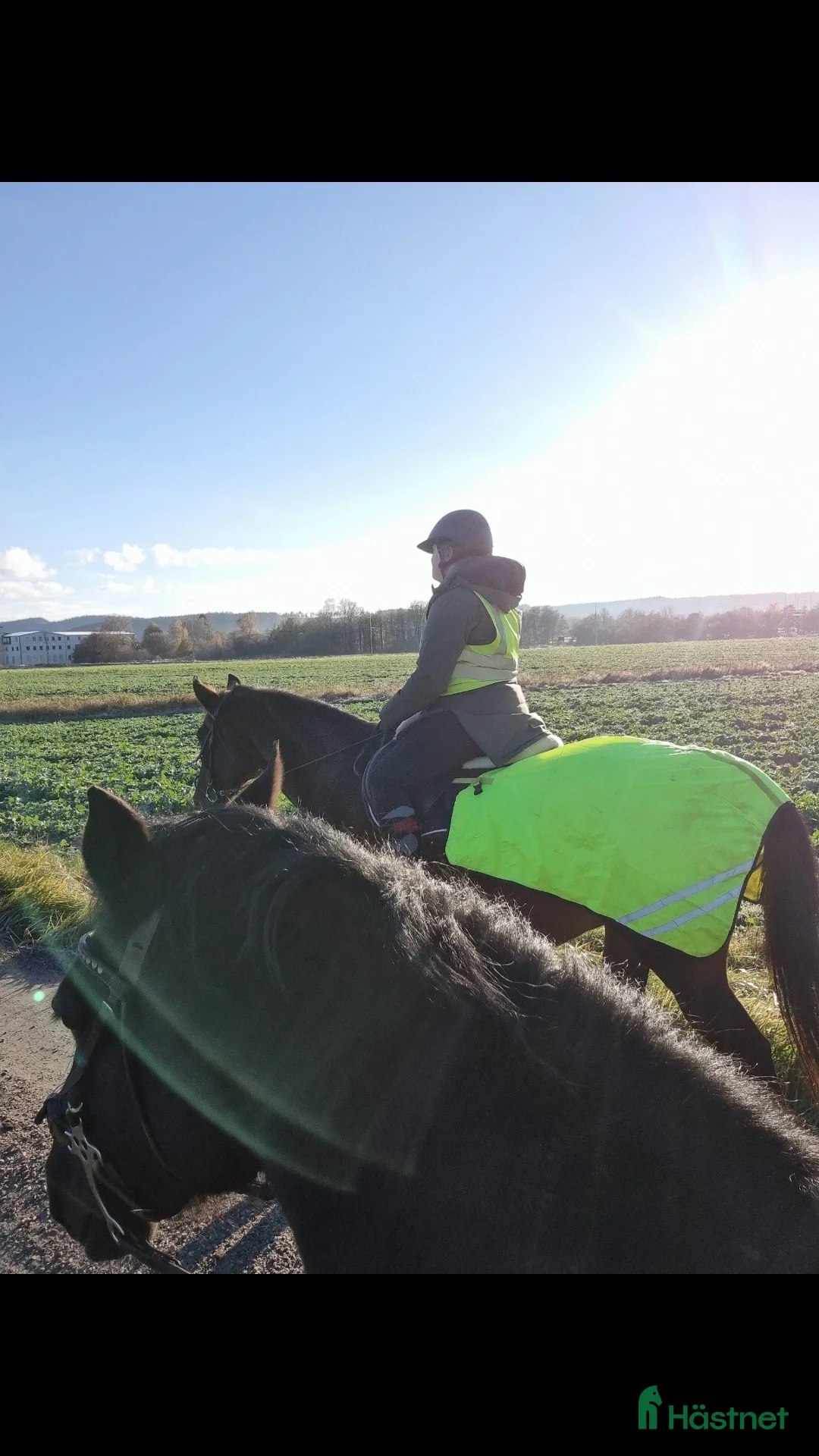 Allround hästar sökes: Trygg familjehäst sökes - Annons 4