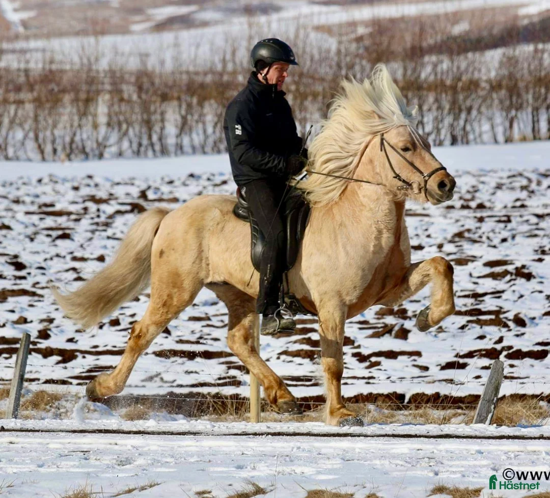 Island hästar till salu: Kille för framtiden  - Annons 13
