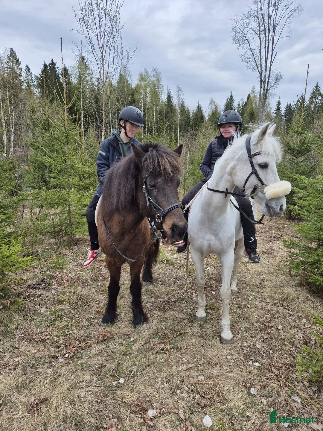  foderhäst finnes: Fordervärdar/medryttare sökes i Almunge - Annons 5