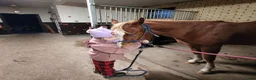  stallplats finnes: Stallplats – Grän Stallängen  Back to Basics - Annons 7
