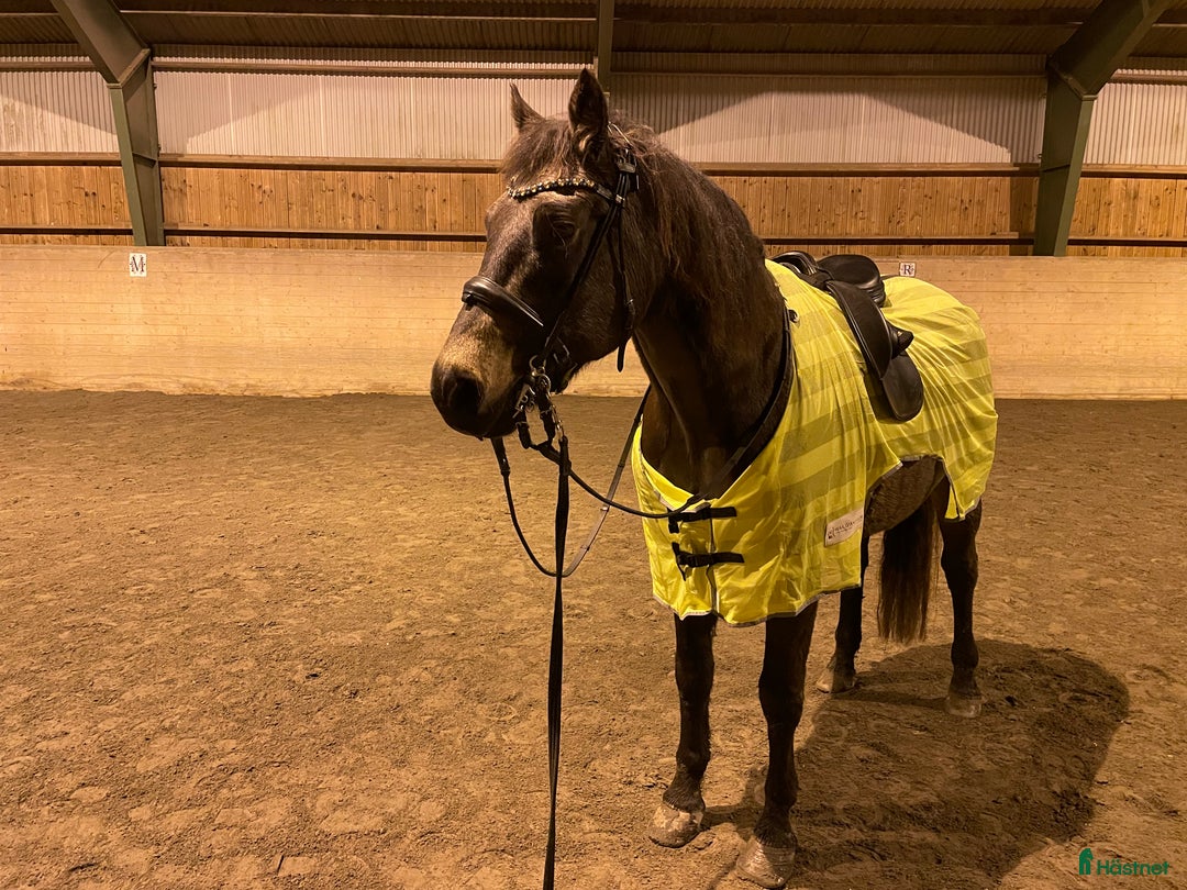 Island hästar till salu: Personlig och go häst säljes i Kungälv - Annons 2