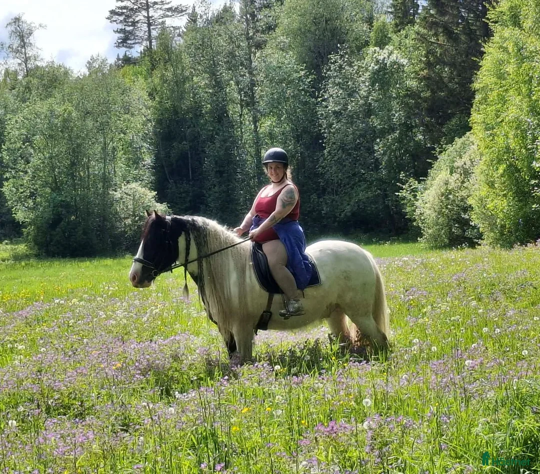 Sällskap hästar sökes: Sällskapsponny för körning sökes i Norrala - Annons 1