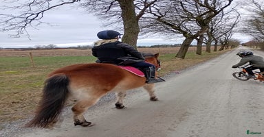  hästar i Lidköping - Annons 6
