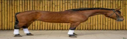 Allround hästar till salu: Magnificent allrounder - unique look - Annons 13