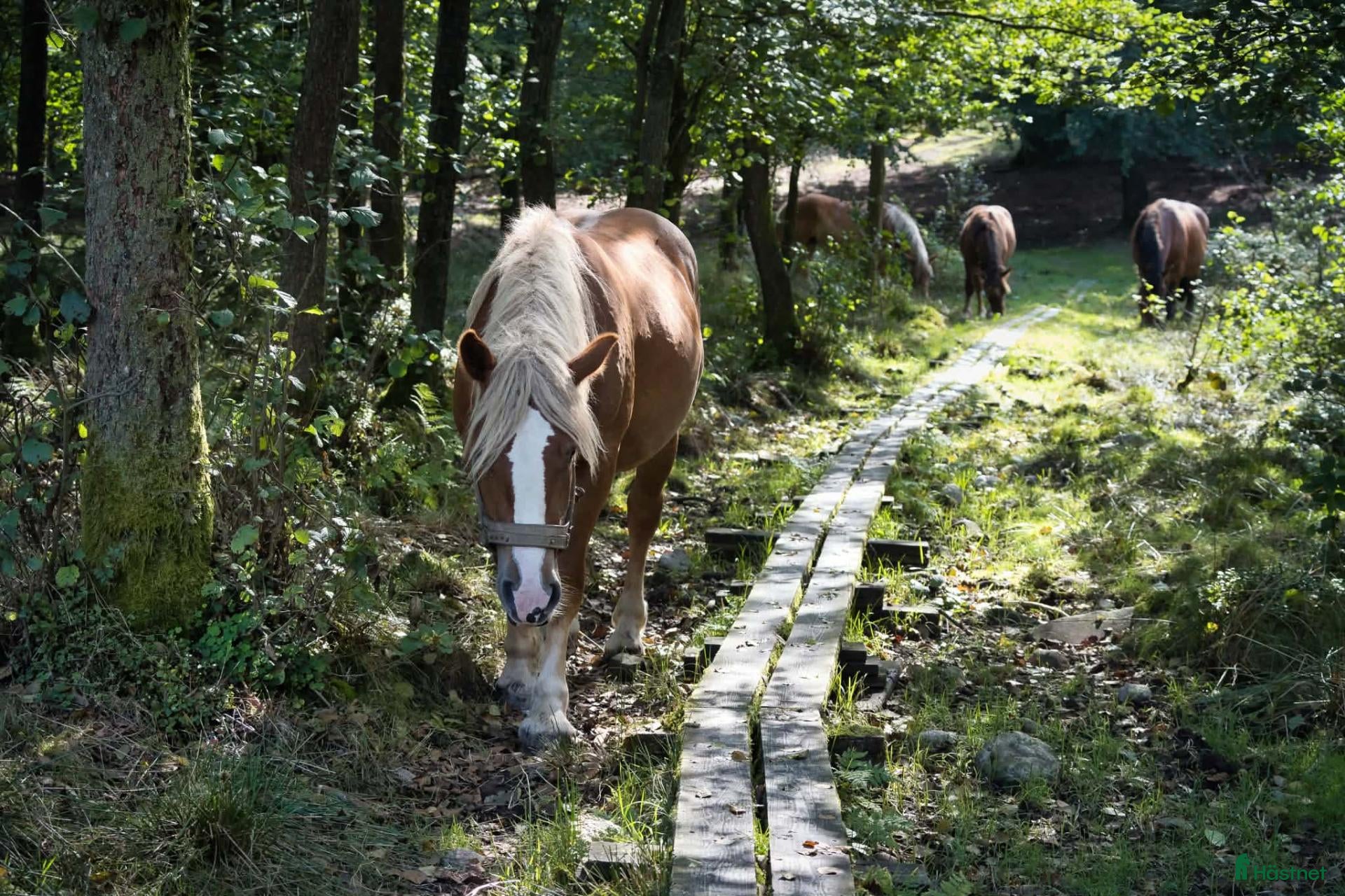  hästar till salu: Ardenner ungston - Annons 13