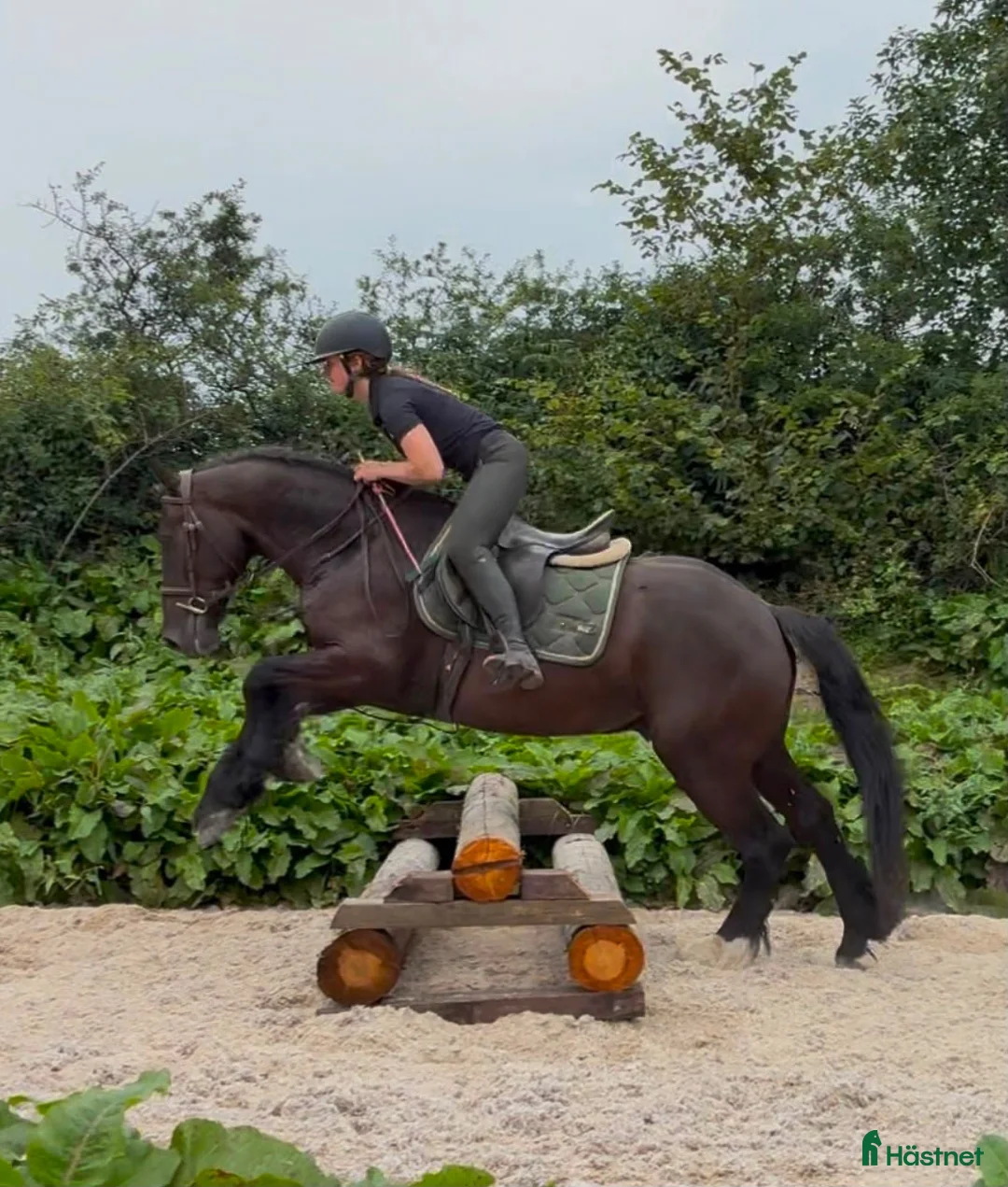 Allround hästar till salu: Handsome gelding 155cm - Annons 2