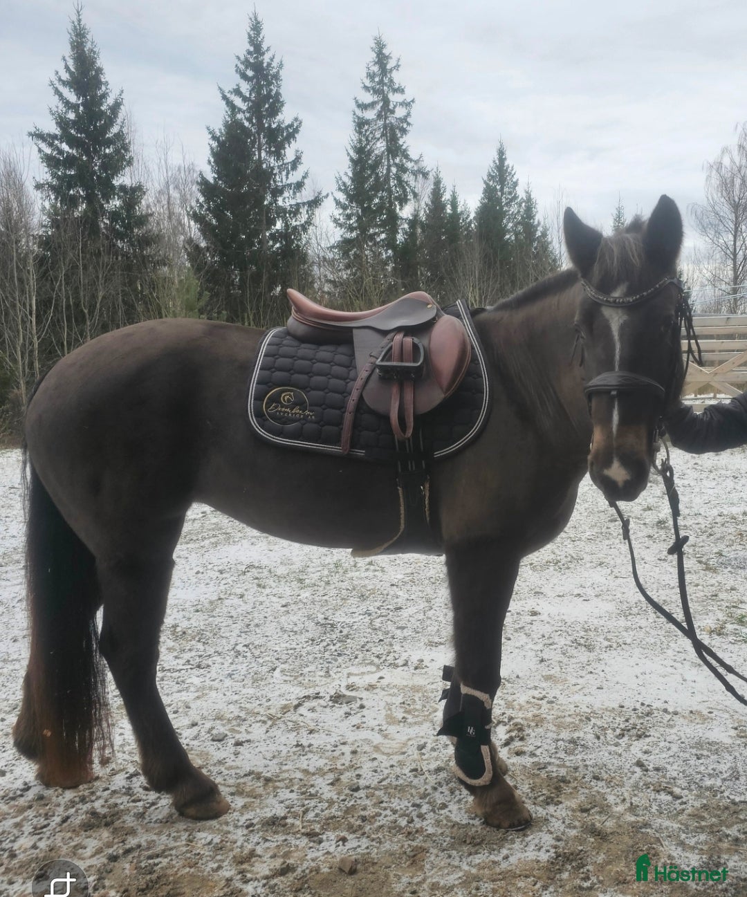  hästar Tävlingsponny för större uppgifter! ✨️ - Annons 4