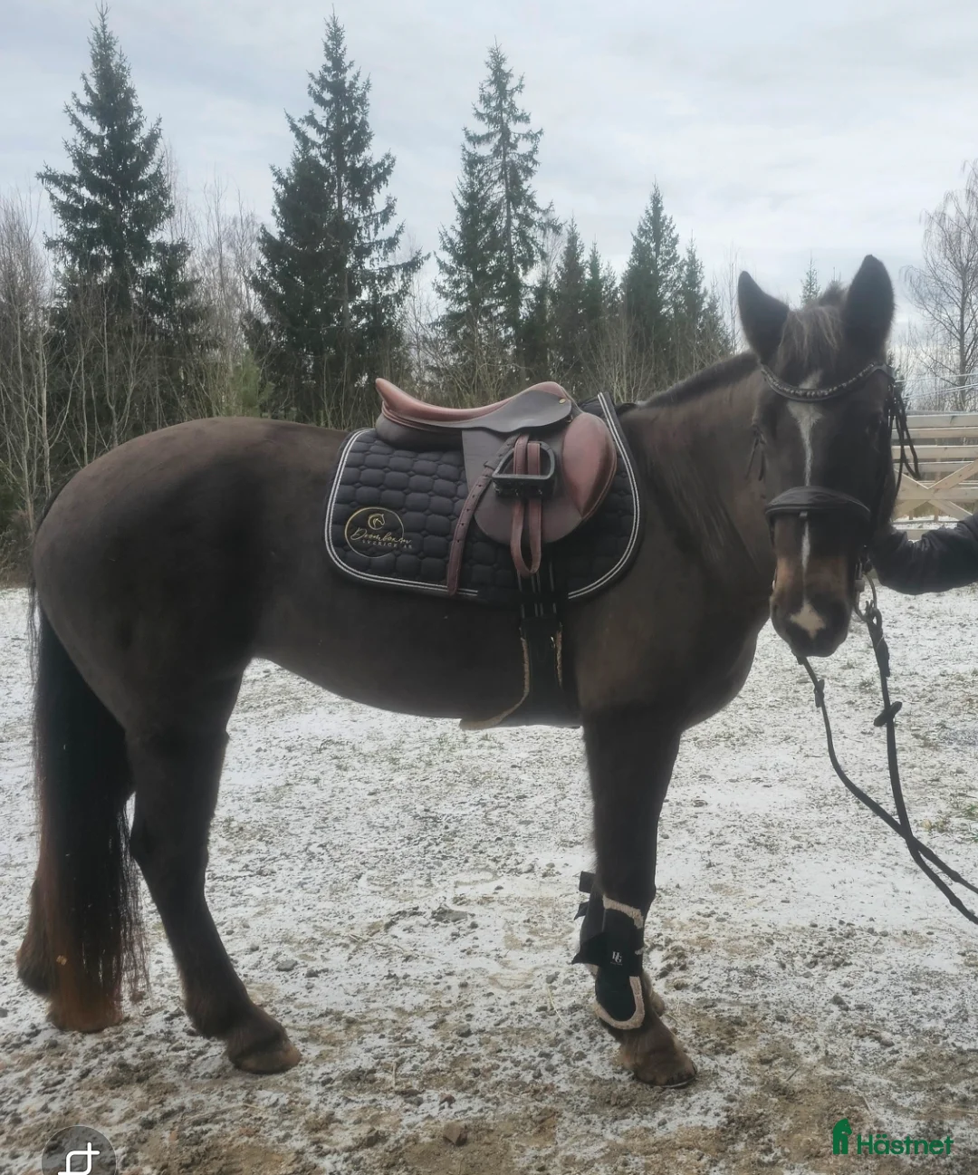 Allround hästar till salu: Topp-Ponny✨️ i Lindesberg - Annons 3