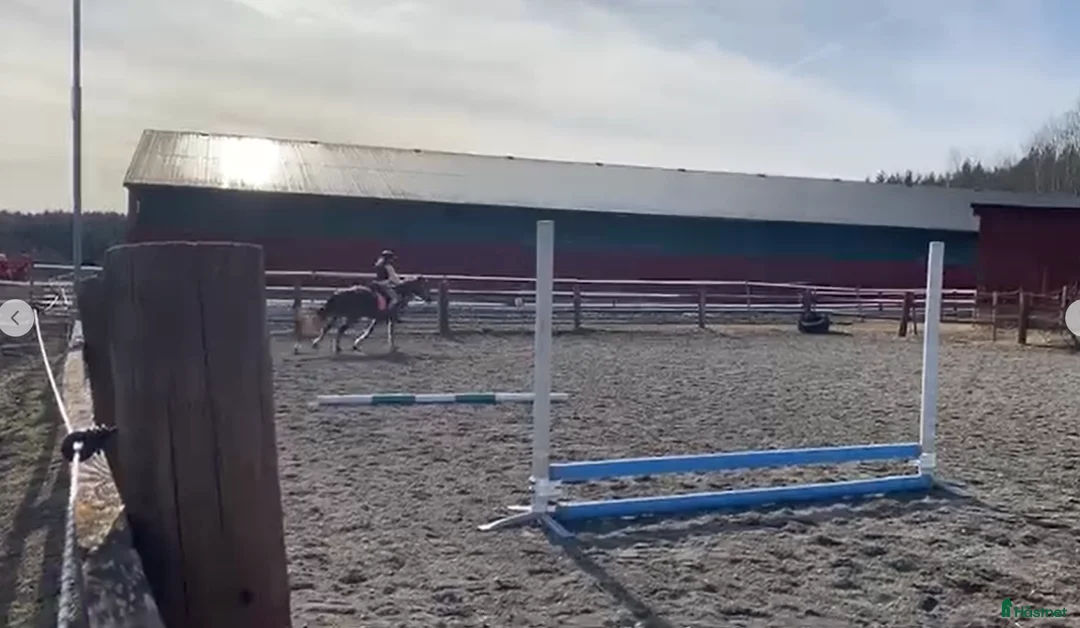  stallplats finnes: Lösdrift plats och boxplats Broknäs Gård - Annons 4