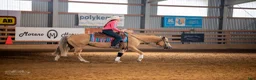 Western hästar till salu: Reining/allround i Nyköping - Annons 2
