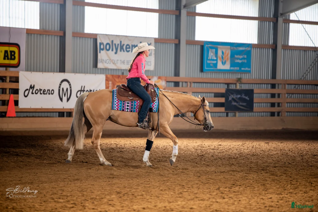 Western hästar till salu: Reining/allround i Nyköping - Annons 2