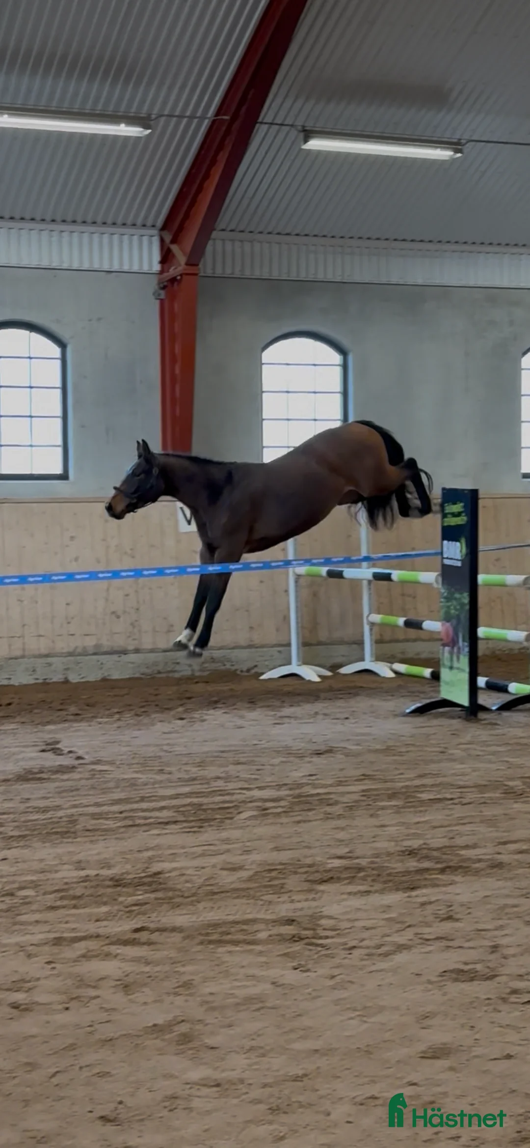 Hoppning hästar till salu: Framtidsämne inom valfri gren! - Annons 1