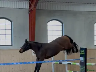 hästar Framtidsämne inom valfri gren! - Annons 16