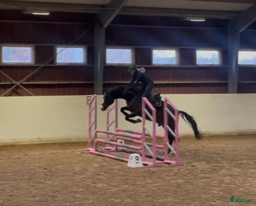  medryttarhäst finnes: Erfaren medryttare till häftig Swb hopp/dressyr i Västerhaninge - Annons 13