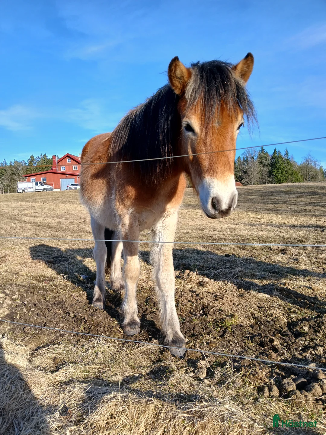 Allround hästar till salu: Söt unghingst - Annons 1