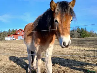 hästar Söt unghingst - Annons 13