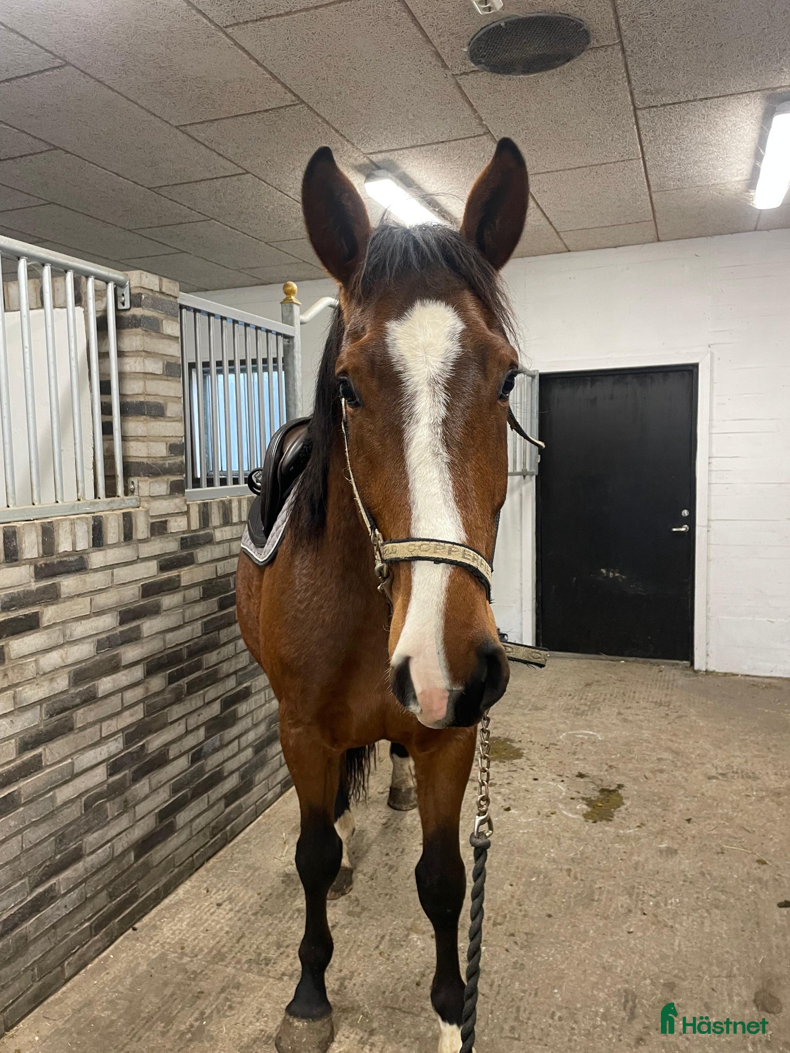  hästar Trevlig 4årig valack - Annons 1